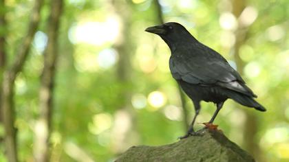 Avrupa leş kargası