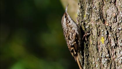 Bahçe tırmaşıkkuşu
