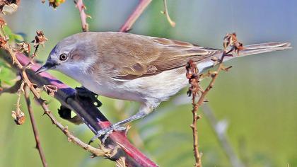 Küçük akgerdanlı ötleğen