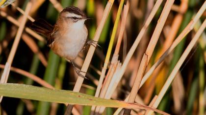 Bıyıklı kamışçın