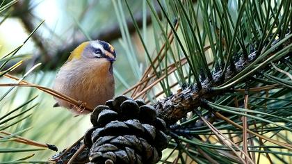 Sürmeli çalıkuşu