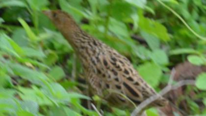 Bıldırcınkılavuzu