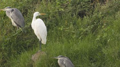 Büyük ak balıkçıl
