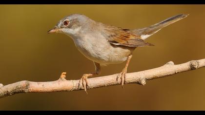 Akgerdanlı ötleğen
