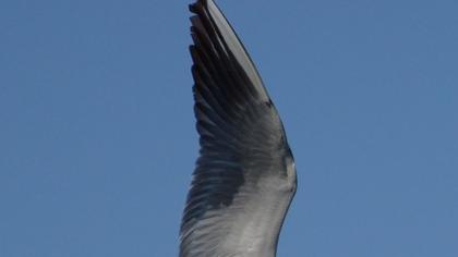 Black-headed Gull