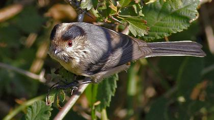 Uzunkuyruklu baştankara