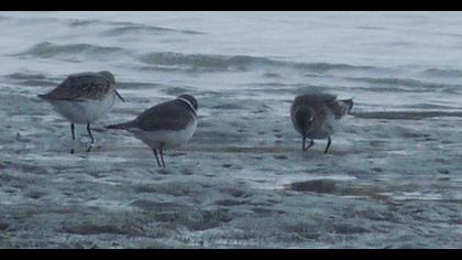 Karakarınlı kumkuşu