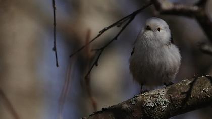 Uzunkuyruklu baştankara