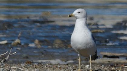 Küçük gümüş martı