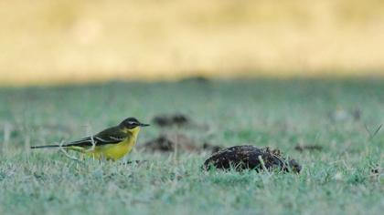 Sarı kuyruksallayan