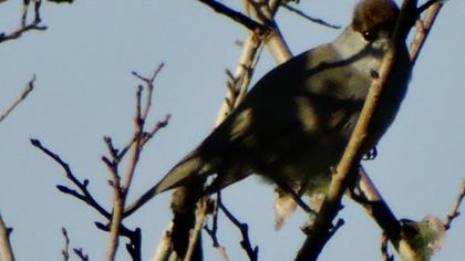 Karabaşlı ötleğen