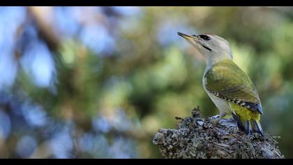 Küçük yeşil ağaçkakan