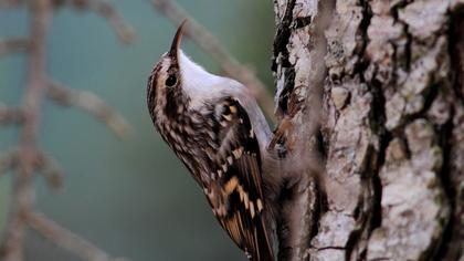 Bahçe tırmaşıkkuşu