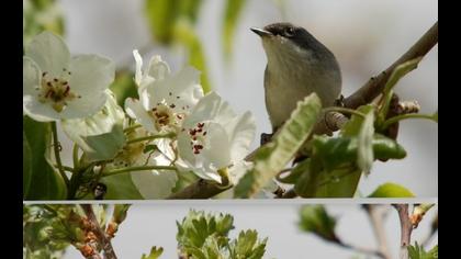 Küçük akgerdanlı ötleğen