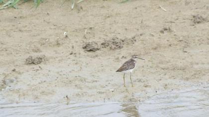 Orman düdükçünü