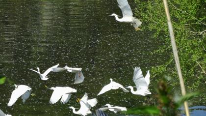 Küçük ak balıkçıl