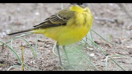 Sarı kuyruksallayan