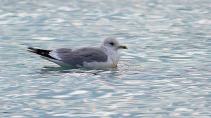 Küçük gümüş martı