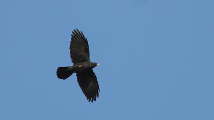 Sarıgagalı dağ kargası