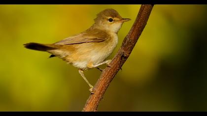 Çalı kamışçını