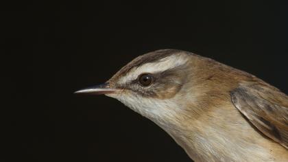 Bıyıklı kamışçın