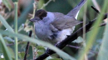 Karabaşlı ötleğen