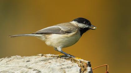 Akyanaklı baştankara