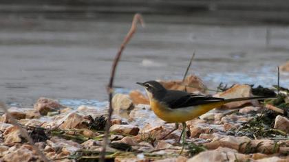 Dağ kuyruksallayanı