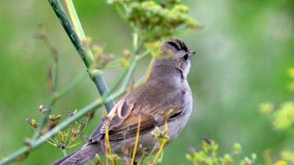 Akgerdanlı ötleğen