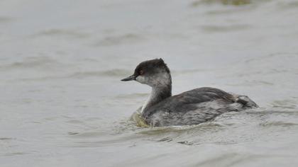 Karaboyunlu batağan