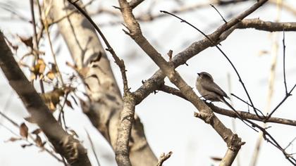 Uzunkuyruklu baştankara