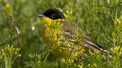 Sarı kuyruksallayan