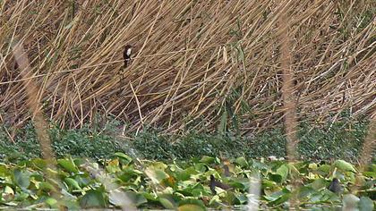 İzmir yalıçapkını