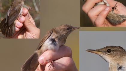 Bataklık kamışçını