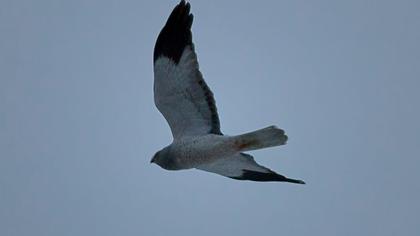 Hen Harrier