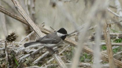 Akyanaklı baştankara
