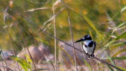 Alaca yalıçapkını