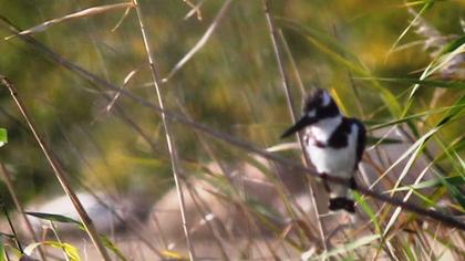 Alaca yalıçapkını