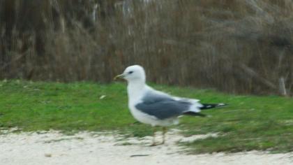 Küçük gümüş martı