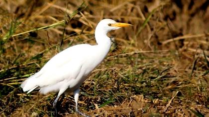 Sığır balıkçılı