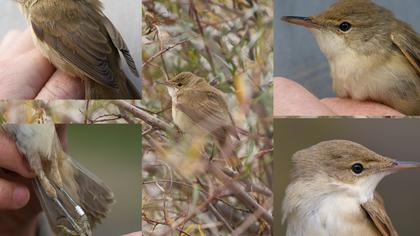 Kuzey kamışçını