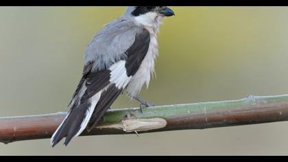 Karaalınlı örümcekkuşu