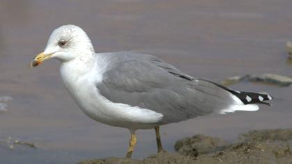 Van gölü martısı