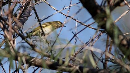 Sarıkaşlı çıvgın