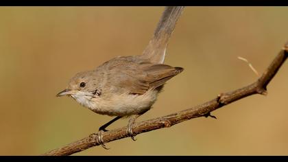 Pembegöğüslü ötleğen