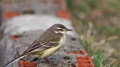Sarı kuyruksallayan