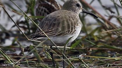 Karakarınlı kumkuşu