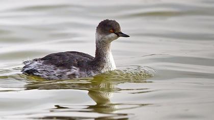 Karaboyunlu batağan