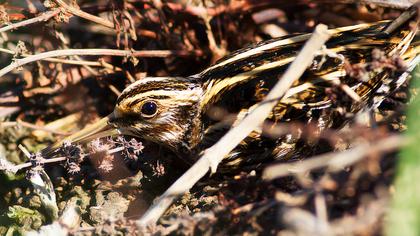 Küçük suçulluğu