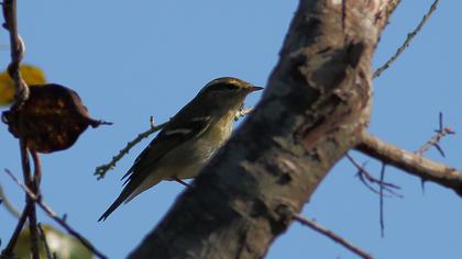 Sarıkaşlı çıvgın